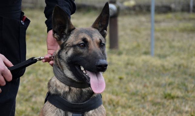 Policyjny pies wytropił włamywacza