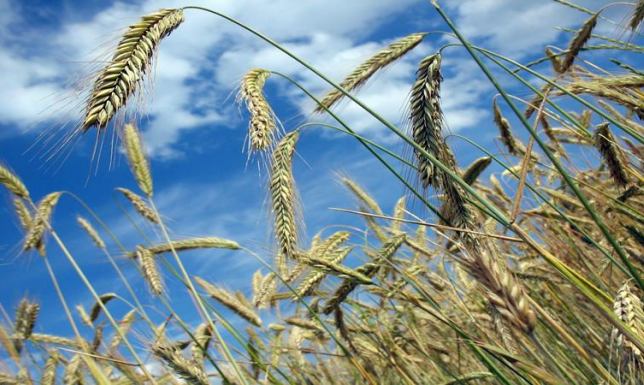 Problem rolników z przekroczeniem granicy z Litwą