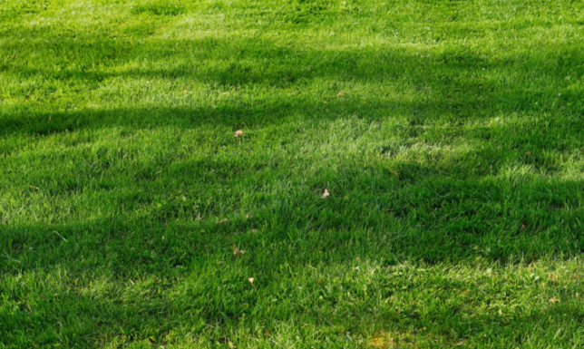 Na co zwrócić uwagę przy wyborze wertykulatora?