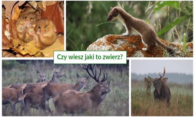 Wigierski Park Narodowy zaprasza do udziału w konkursie na rozpoznawanie zwierząt
