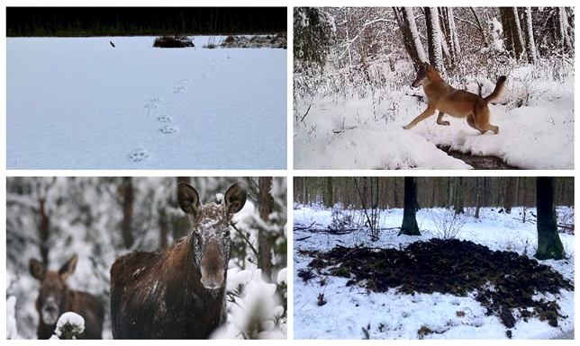 Ogólnopolski konkurs fotograficzny "Zwierzęta zimą"