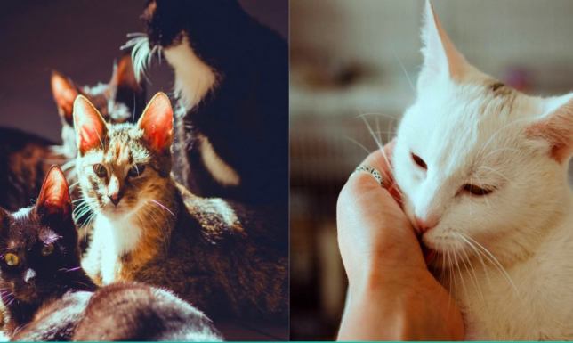 Kociarnia Dla Dobra Kota - KoTOZ 2 zaprasza na Światowy Dzień Zwierząt