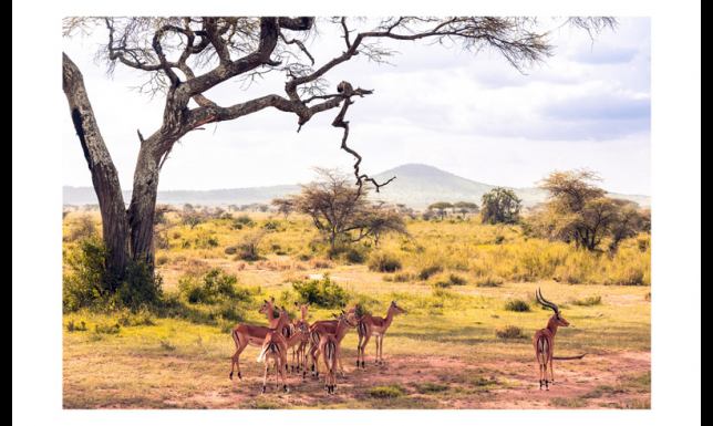  można oglądać nową wystawę fotografii Anny Partyńskiej