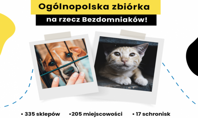 zbiórka dla bezdomnych zwierząt organizowana przez akcję Karmimy Psiaki