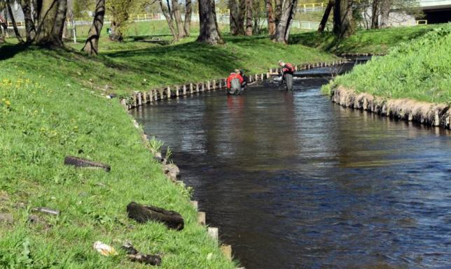 Wiosenne porządki w Czarnej Hańczy Ratownicy z pływalni OSiR wrócili do sprzątania koryta Czarnej Hańczy