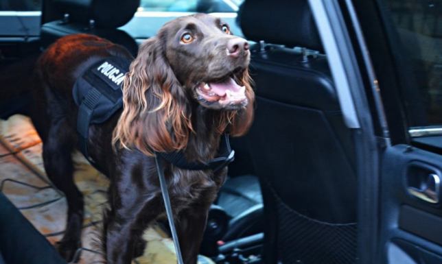 Policjanci z Filipowa zatrzymali mężczyznę, który posiadał znaczną ilość narkotyków