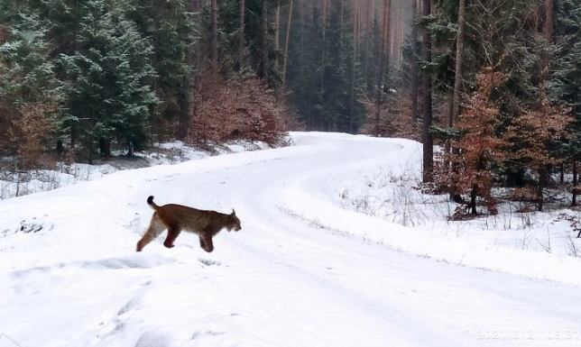 Leśnicy z Nadleśnictwa Szczebra spotkali rysia, który nie zamierzał uciekać