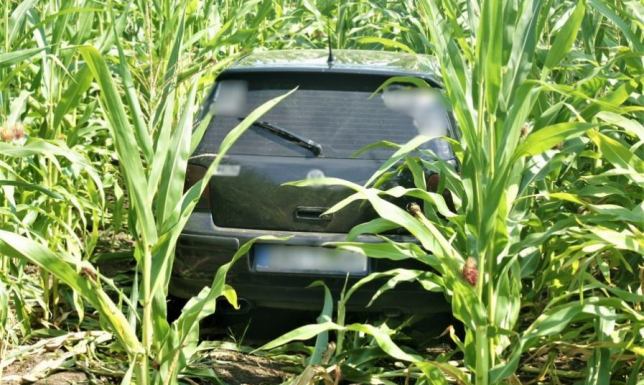Uciekał przed policją. Schował się w polu kukurydzy