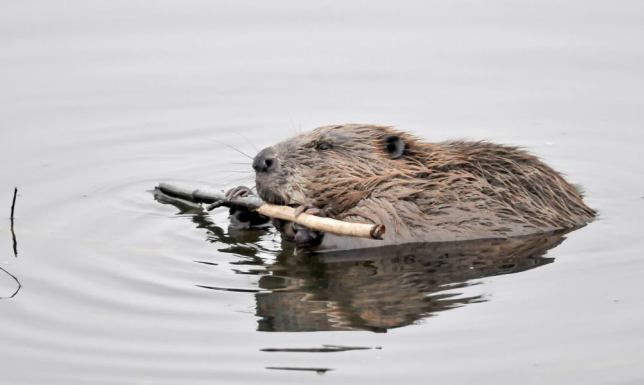 Martwy bóbr w rzece Czarna Hańcza