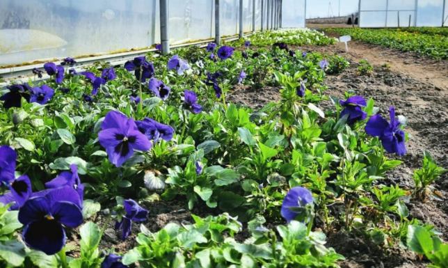 W Suwałkach zostanie posadzonych ponad 20 tysięcy bratków, stokrotek i niezapominajek.