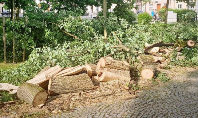 Silne porywy wiatru, w kilku miejscach naszego miasta poważnie uszkodziły drzewostan.