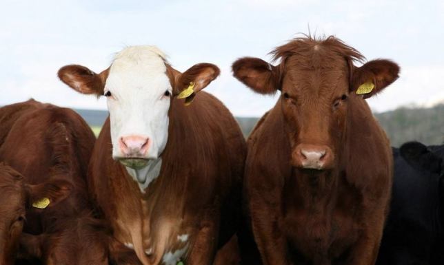 Rolnicy mogą składać wnioski o pomoc