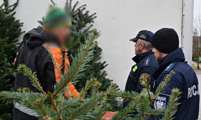 Choinkowe kontrole wykroczenia i przestępstwa związane z kradzieżami oraz niszczeniem choinek