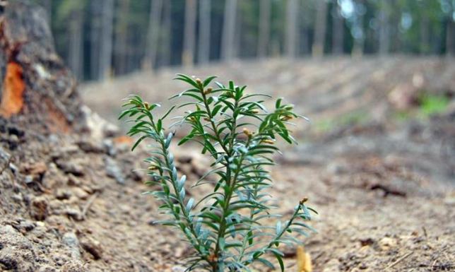 Cis powrócił do lasów na Suwalszczyźnie