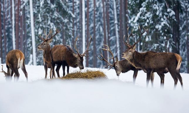 11 lutego obchodzony jest Dzień Dokarmiania Zwierzyny Leśnej
