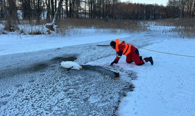 Łabędzia leżącego na rzece Rospuda uratowali w poniedziałek (02.02) strażacy