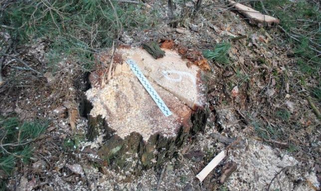 Mężczyzna wyciął 18 sosen o wartości ponad 6 tysięcy złotych