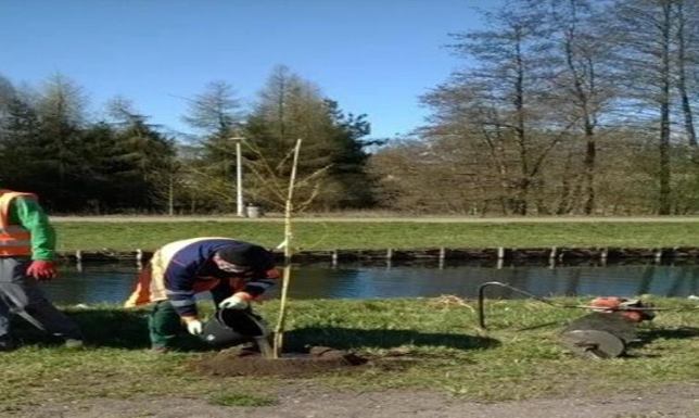 Sadzą drzewa na suwalskich bulwarach