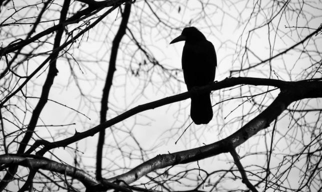 Petycja w sprawie rozwiązania problemu z wronami przy ulicy Szpitalnej