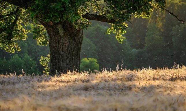 Event turystyczny „Piknik nad Rospudą”, odbędzie się w niedzielę 29 sierpnia