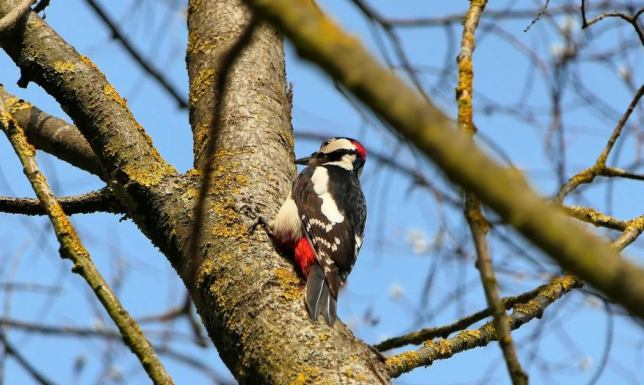 rozmowa o dzięciołach z ornitologiem Adamem Zbyrytem