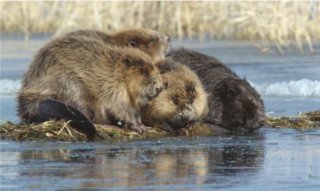 7 kwietnia obchodzony jest Międzynarodowy Dzień Bobrów