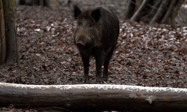 Odstrzał dzików w powiecie suwalskim   rozporządzenie w sprawie odstrzału sanitarnego 46 dzików