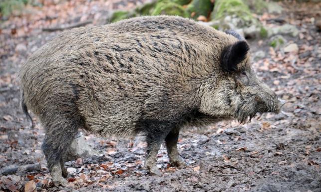 Przypadek ASF wykryty w gminie Wiżajny Pojedynczy przypadek ASF wykryto w miejscowości Mierkinie w gminie Wiżajny