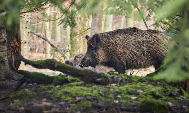 Stwierdzono kolejne ogniska Afrykańskiego Pomoru Świń w regionie