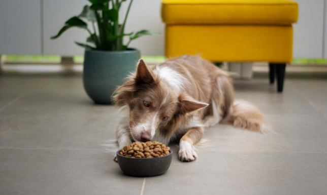 Jaką karmę hipoalergiczną dla psa wybrać?