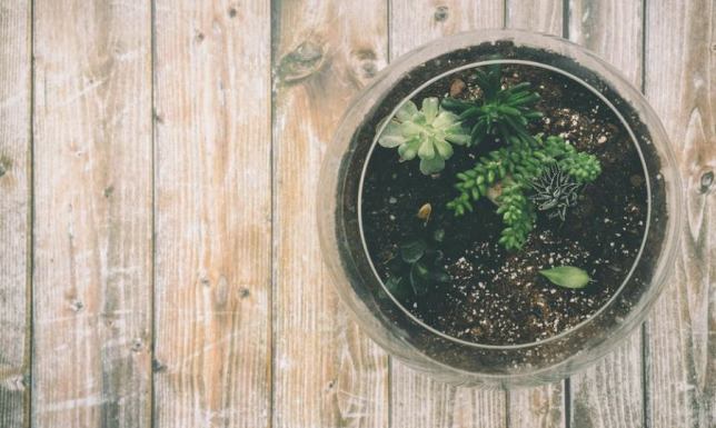 Terrarium dla węża zbożowego - poradnik