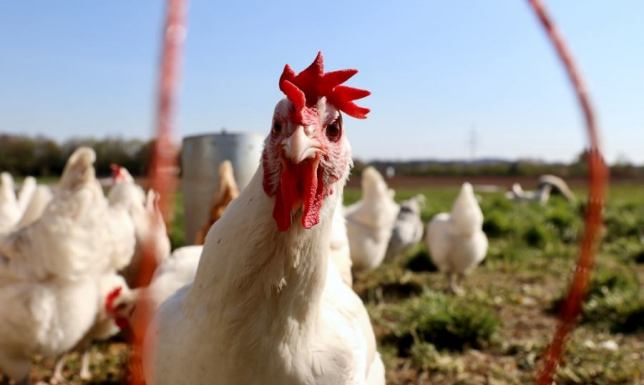 Jakie preparaty są bezpieczne dla drobiu