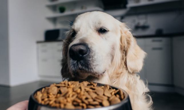 Karma O'Canis. Pieczona karma dla psa alergika?