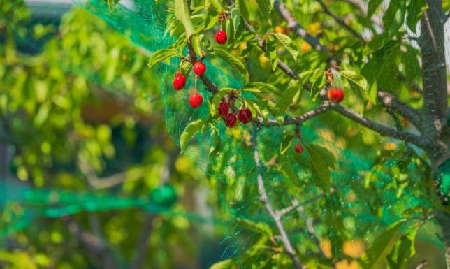 Siatka do ogrodu przydomowego – jaką wybrać, by przetrwała przez wiele sezonów?