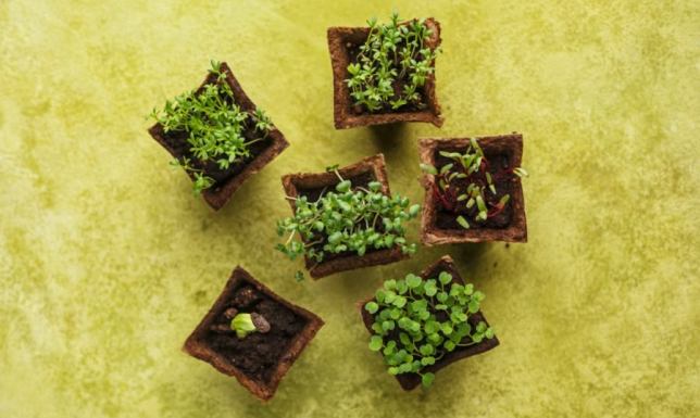 Sklep z sadzonkami online - skorzystaj z możliwości internetowego sklepu ogrodniczego