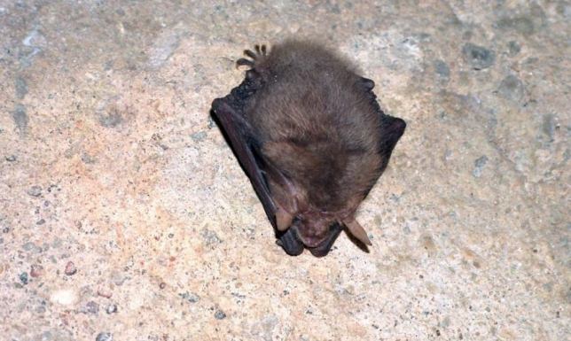 Liczenie nietoperzy w Suwalskim Parku Krajobrazowym