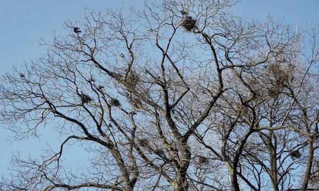 Problematyczne gawrony na Szpitalnej? Interpelacja ws. usunięcia gniazd gawronów z terenu lasku przy ulicy Szpitalnej