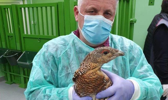 Głuszce z Białorusi trafiły do Puszczy Augustowskiej Głuszce Nadleśnictwo Głęboki Bród