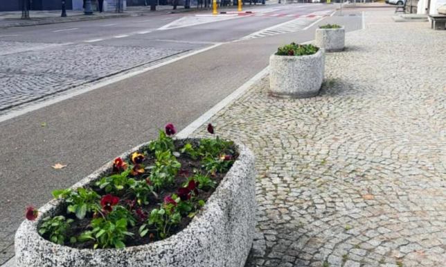 Jesienne nasadzenia roślin ozdobnych w Suwałkach Pracownicy Działu Zieleni Miejskiej Zarządu Dróg i Zieleni w Suwałkach