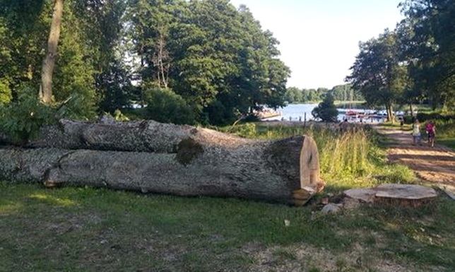 wycinka jesionów na terenie Wigierskiego Parku Narodowego