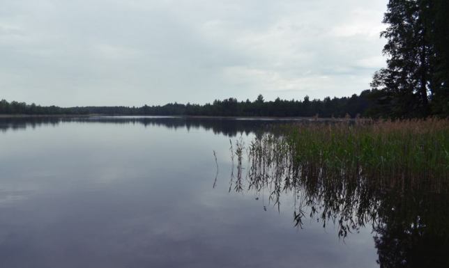W jeziorze Wigry nadmiernie rozwinęły się sinice