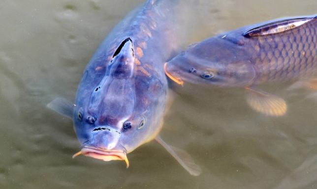 petycja Fundacji Międzynarodowy Ruch na Rzecz Zwierząt - Viva!