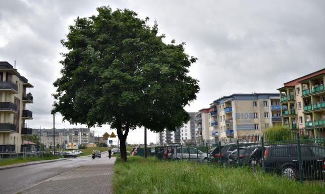 petycja mieszkańców ulicy Franciszkańskiej w sprawie wycinki drzewa