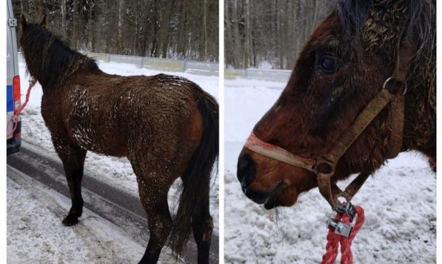 Drogą S8 galopował koń, który uciekł z pastwiska