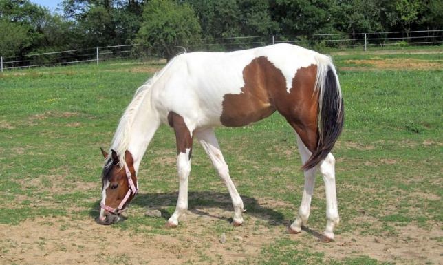 Gmina Bakałarzewo, prywatny ośrodek rehabilitacji zwierząt dzikich 