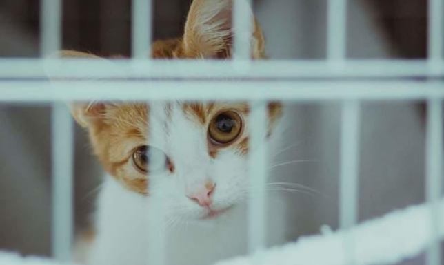 TOZ Suwałki auto do przewozu zwierząt