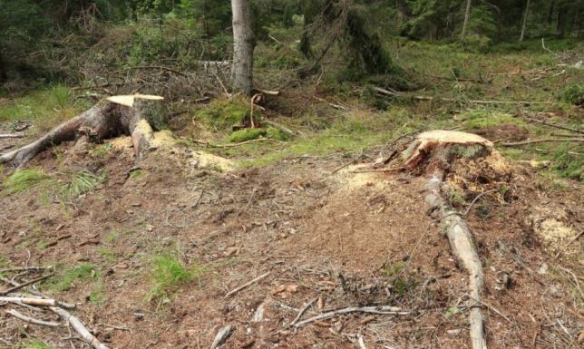 zatrzymali dwóch mężczyzn podejrzanych o kradzież drzewa z prywatnego lasu