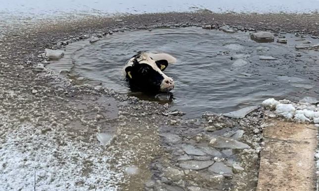 Pod krową w Filipowie Trzecim na stawie załamał się lód