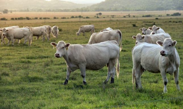 Kontenerowe mikrobiogazownie w miejscowości Sokołowo oraz Leszkiemie