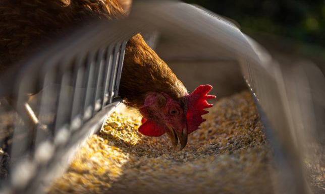 Powiatowy Lekarz Weterynarii w Suwałkach apeluje o zachowanie ostrożności